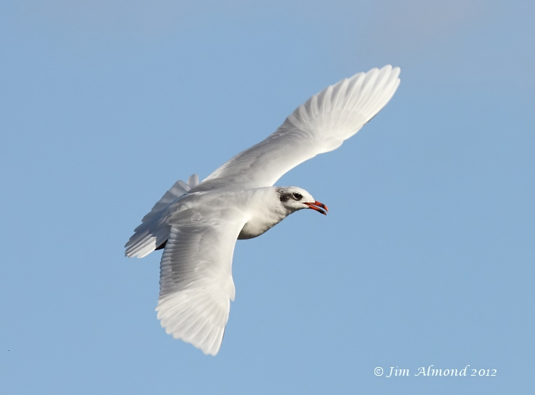 Mediterraneran Gull adult Winter flight cu upperwing  29 9 12 IMG_0103
